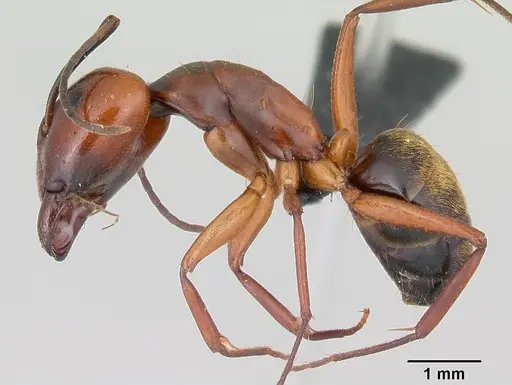 Camponotus aurosus specimen CASENT0056473 image casent0056473_3