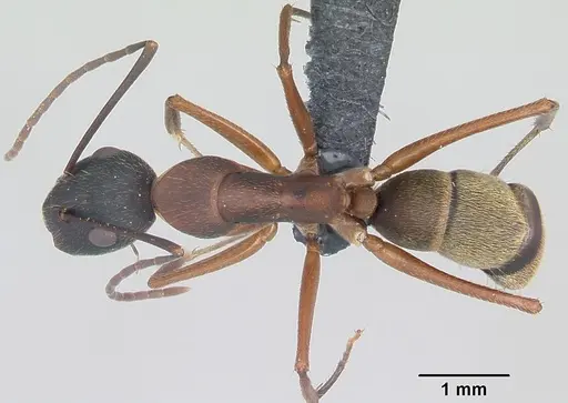 Camponotus aurosus specimen CASENT0064815 image casent0064815_1