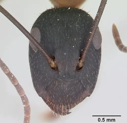 Camponotus aurosus specimen CASENT0064815 image casent0064815_2