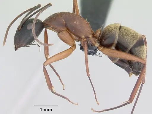 Camponotus aurosus specimen CASENT0064815 image casent0064815_3