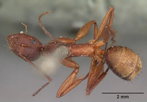 Camponotus aurosus specimen CASENT0104620 image casent0104620_1