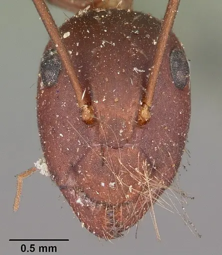 Camponotus aurosus specimen CASENT0104620 image casent0104620_2