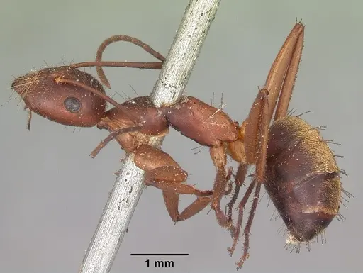 Camponotus aurosus specimen CASENT0104620 image casent0104620_3
