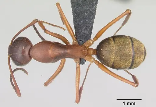 Camponotus aurosus specimen CASENT0104992 image casent0104992_1