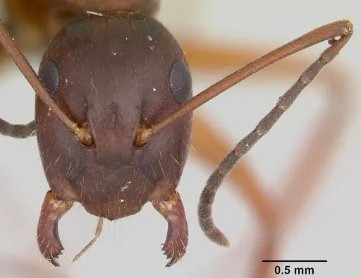 Camponotus aurosus specimen CASENT0104992 image casent0104992_2