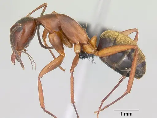 Camponotus aurosus specimen CASENT0104992 image casent0104992_3