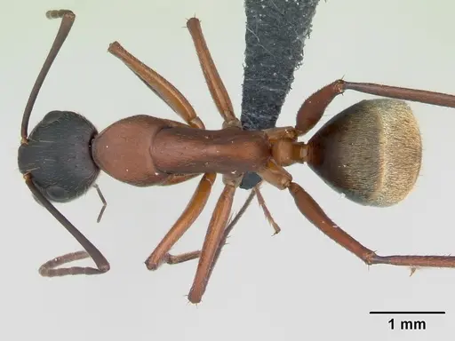 Camponotus aurosus specimen CASENT0109866 image casent0109866_1