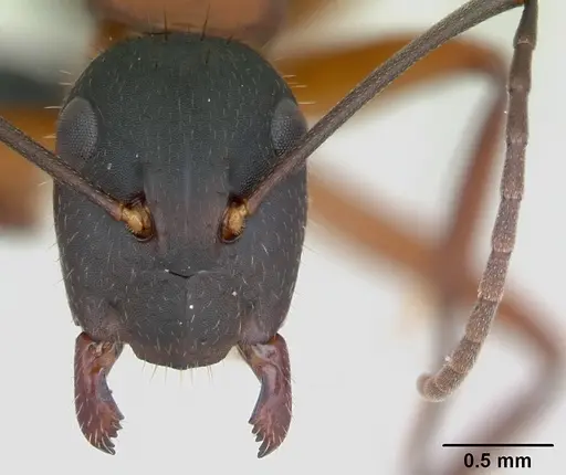 Camponotus aurosus specimen CASENT0109866 image casent0109866_2