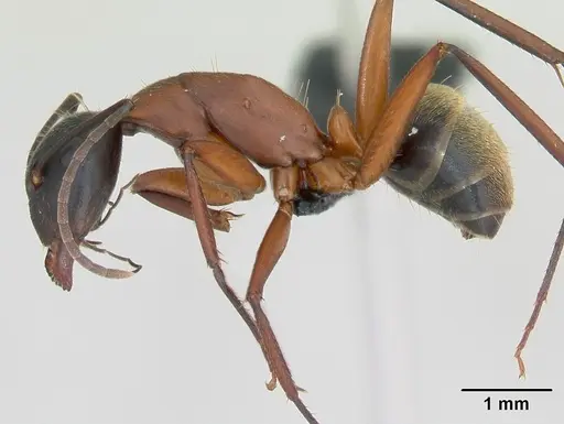 Camponotus aurosus specimen CASENT0109866 image casent0109866_3