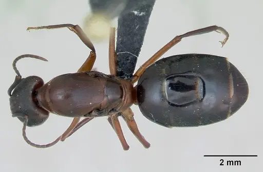 Camponotus aurosus specimen CASENT0135246 image casent0135246_1
