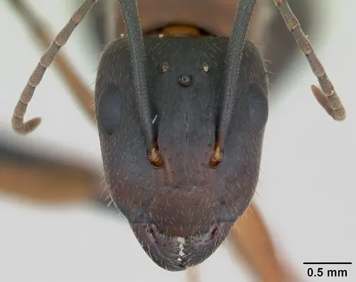 Camponotus aurosus specimen CASENT0135246 image casent0135246_2