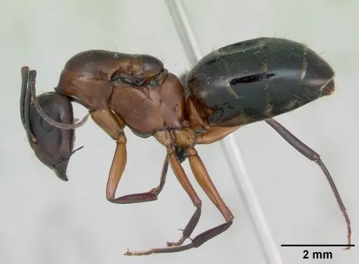 Camponotus aurosus specimen CASENT0135246 image casent0135246_3