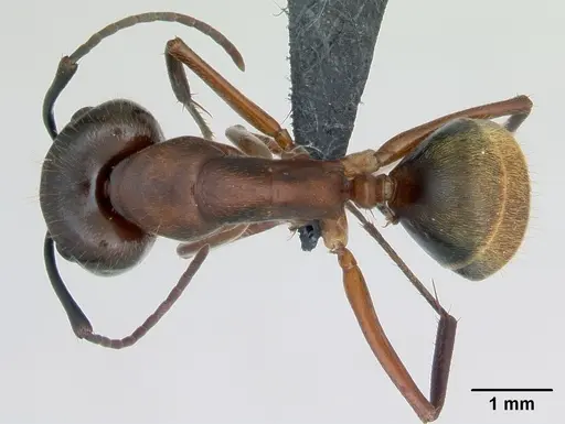 Camponotus aurosus specimen CASENT0135247 image casent0135247_1