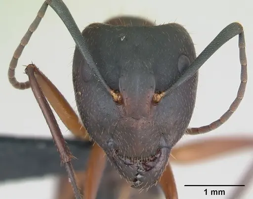 Camponotus aurosus specimen CASENT0135247 image casent0135247_2