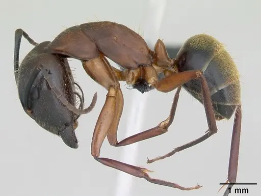 Camponotus aurosus specimen CASENT0135247 image casent0135247_3