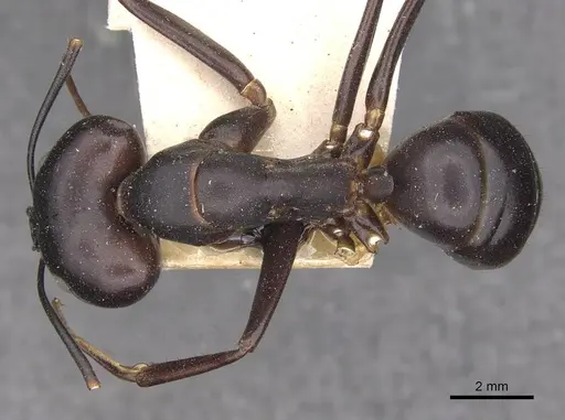 Camponotus autrani specimen CASENT0910084 image casent0910084_1