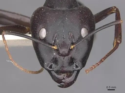 Camponotus autrani specimen CASENT0910084 image casent0910084_2