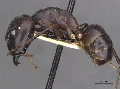 Camponotus autrani specimen CASENT0910084 image casent0910084_3