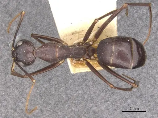 Camponotus autrani specimen CASENT0910085 image casent0910085_1