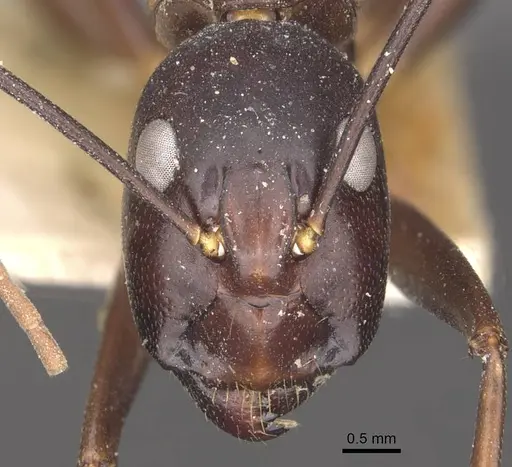 Camponotus autrani specimen CASENT0910085 image casent0910085_2