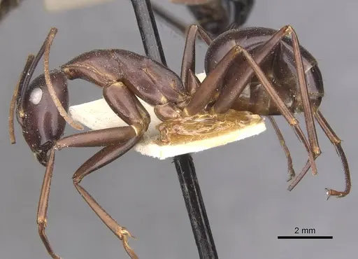 Camponotus autrani specimen CASENT0910085 image casent0910085_3