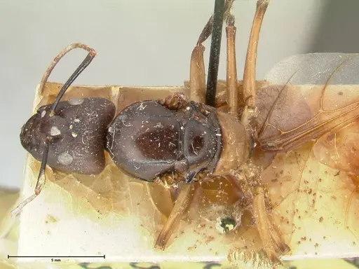 Camponotus autrani specimen FOCOL2357 image focol2357_1