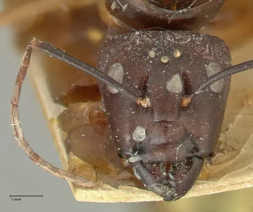 Camponotus autrani specimen FOCOL2357 image focol2357_2