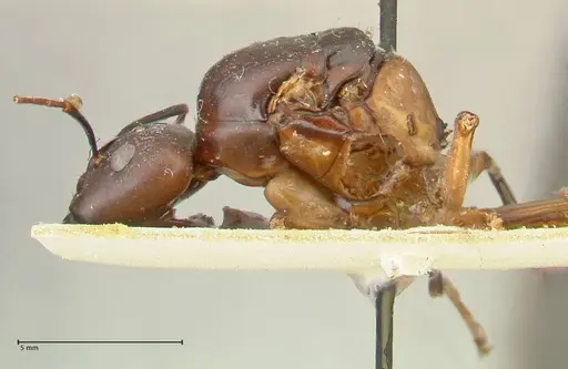 Camponotus autrani specimen FOCOL2357 image focol2357_3