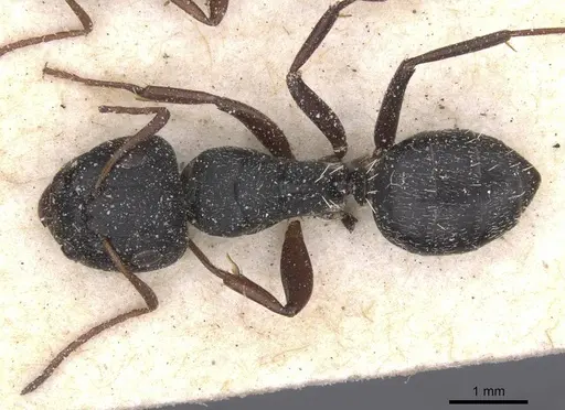 Camponotus avius specimen CASENT0911824 image casent0911824_1