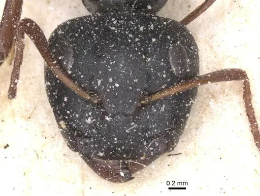 Camponotus avius specimen CASENT0911824 image casent0911824_2