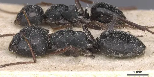 Camponotus avius specimen CASENT0911824 image casent0911824_3