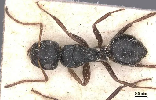 Camponotus avius specimen CASENT0911825 image casent0911825_1