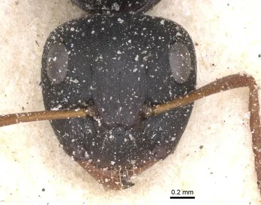 Camponotus avius specimen CASENT0911825 image casent0911825_2