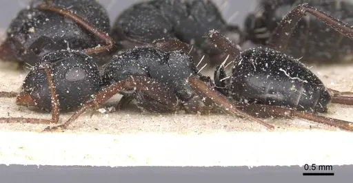 Camponotus avius specimen CASENT0911825 image casent0911825_3