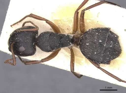 Camponotus avius specimen CASENT0911826 image casent0911826_1