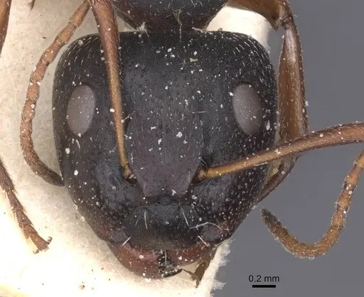 Camponotus avius specimen CASENT0911826 image casent0911826_2