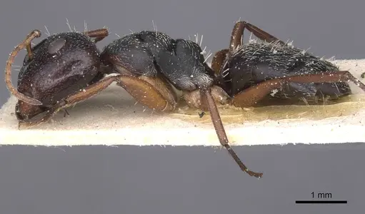 Camponotus avius specimen CASENT0911826 image casent0911826_3