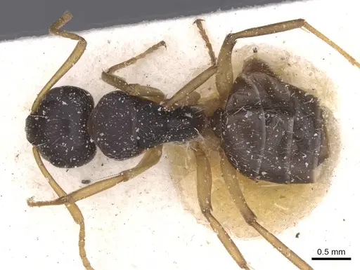 Camponotus avius specimen CASENT0911827 image casent0911827_1