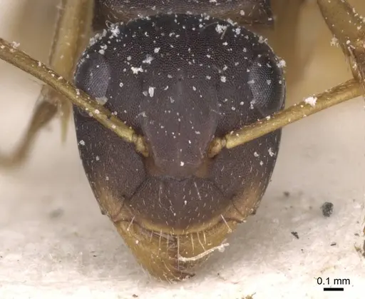 Camponotus avius specimen CASENT0911827 image casent0911827_2