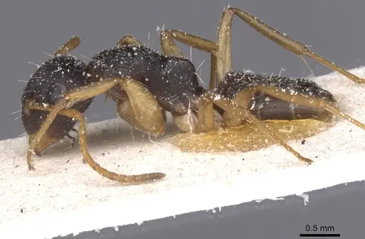 Camponotus avius specimen CASENT0911827 image casent0911827_3