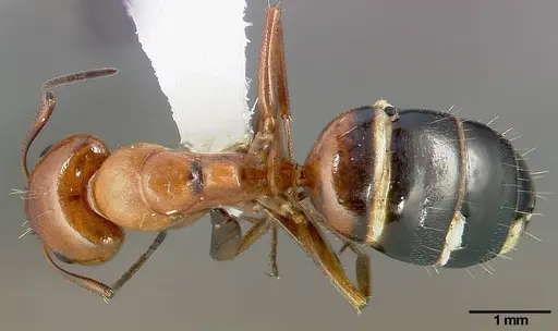Camponotus bakeri specimen CASENT0005340 image casent0005340_1