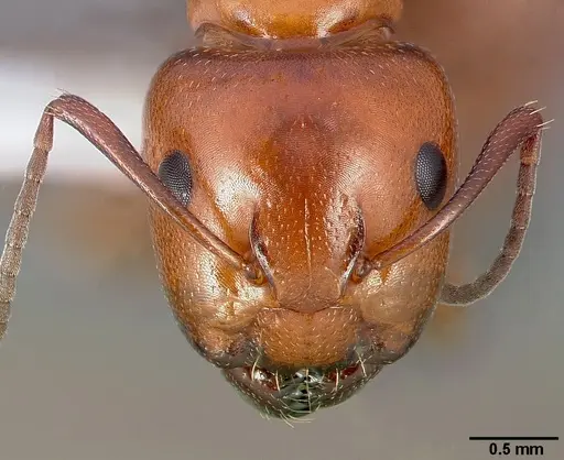 Camponotus bakeri specimen CASENT0005340 image casent0005340_2