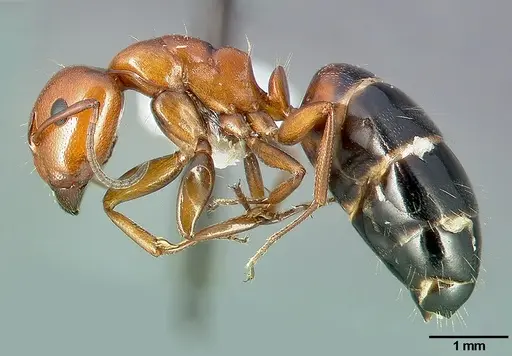 Camponotus bakeri specimen CASENT0005340 image casent0005340_3