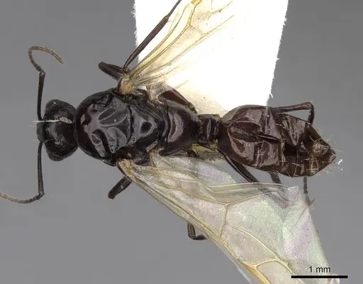 Camponotus bakeri specimen CASENT0844042 image casent0844042_1