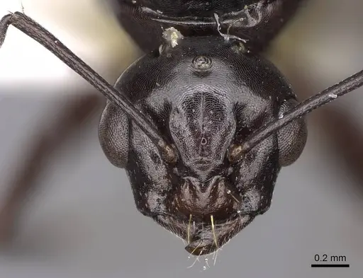 Camponotus bakeri specimen CASENT0844042 image casent0844042_2