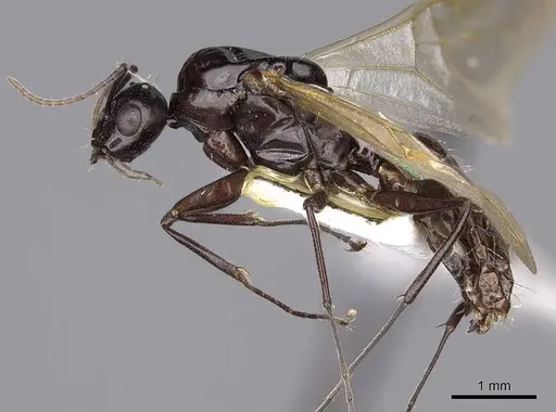 Camponotus bakeri specimen CASENT0844042 image casent0844042_3