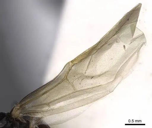 Camponotus bakeri specimen CASENT0844042 image casent0844042_4