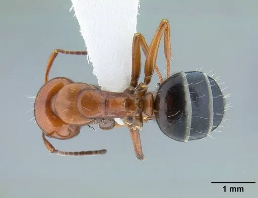 Camponotus bakeri specimen CASENT0844043 image casent0844043_1