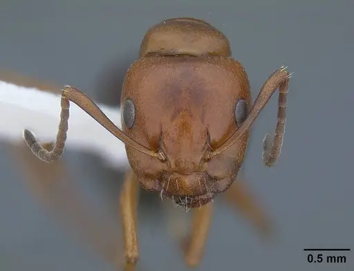 Camponotus bakeri specimen CASENT0844043 image casent0844043_2