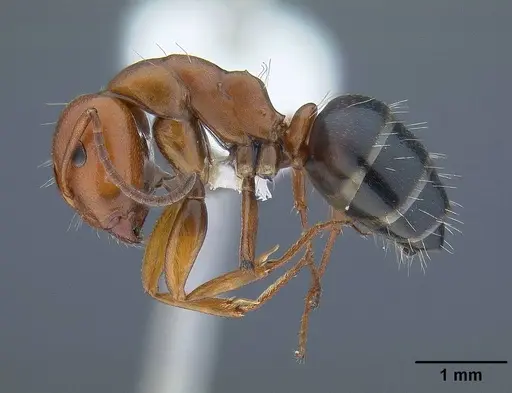 Camponotus bakeri specimen CASENT0844043 image casent0844043_3
